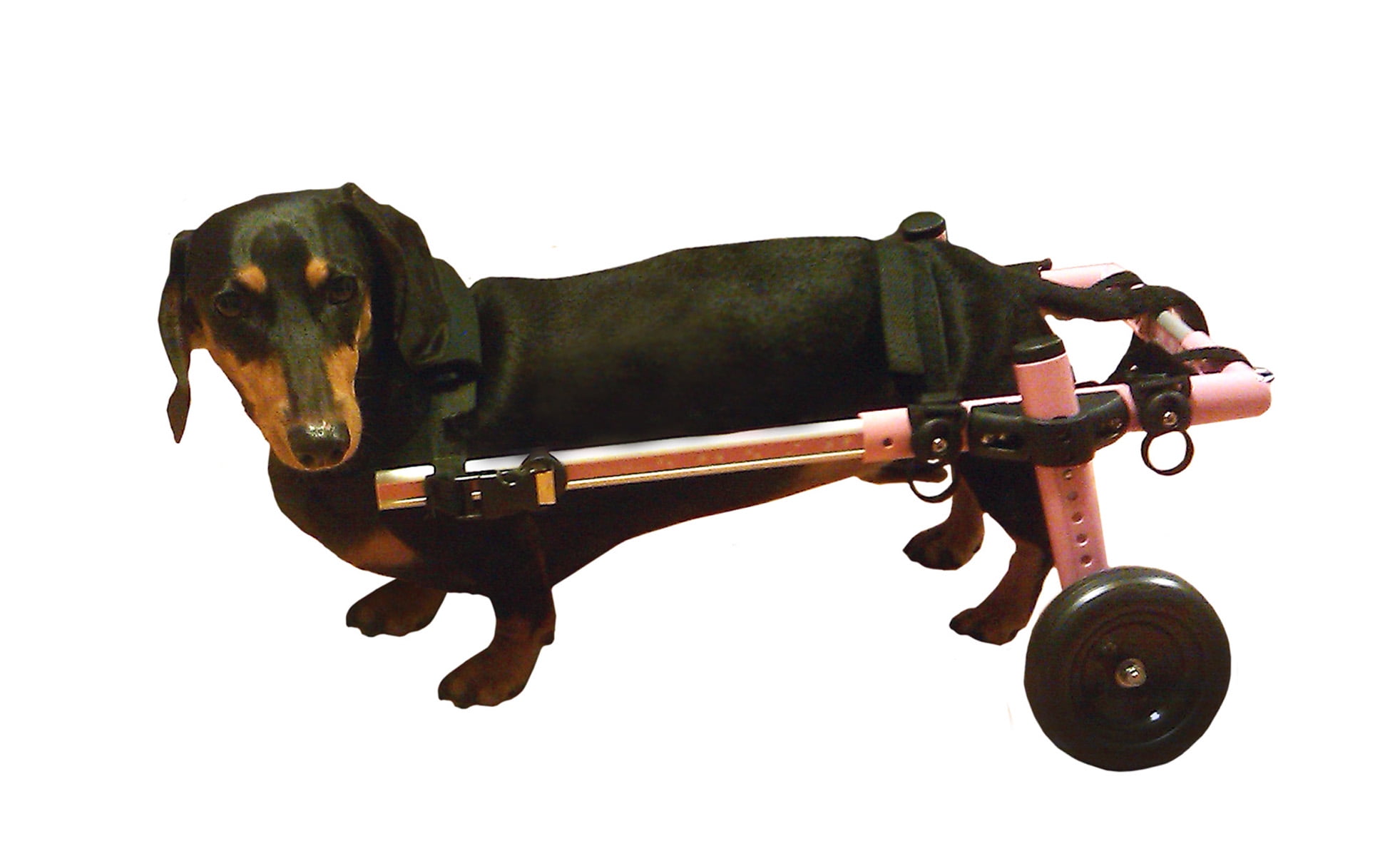 Dog Wheelchair For Small Dogs 825 lbs Pink By Walkin' Wheels