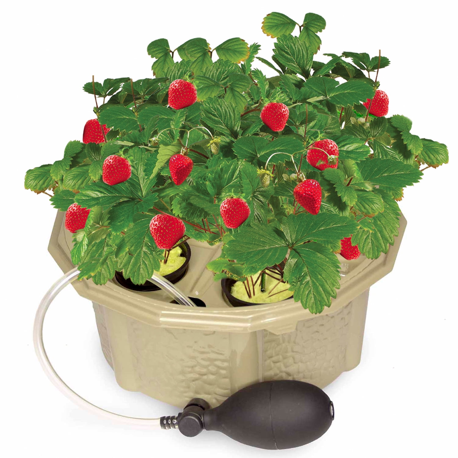 Homegrown Hydroponic Strawberry Kit Grow Your Own Succulent Strawberries
