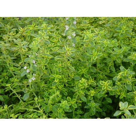 Thyme Lemon - Golden Lemon Thyme Plant- Two (2) Live Plants - Not Seeds -Each 4