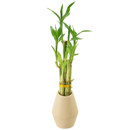 UPC: 0849637008290 | Arcadia Garden Products Live 5-Stem Lucky Bamboo in 3.5  Dimensions II  Tan