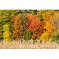thumbnail image 2 of Jones, Allison 24x17 Black Ornate Wood Framed with Double Matting Museum Art Print Titled - USA-Vermont-Morrisville Lyle McKee Road-fall foliage, 2 of 4