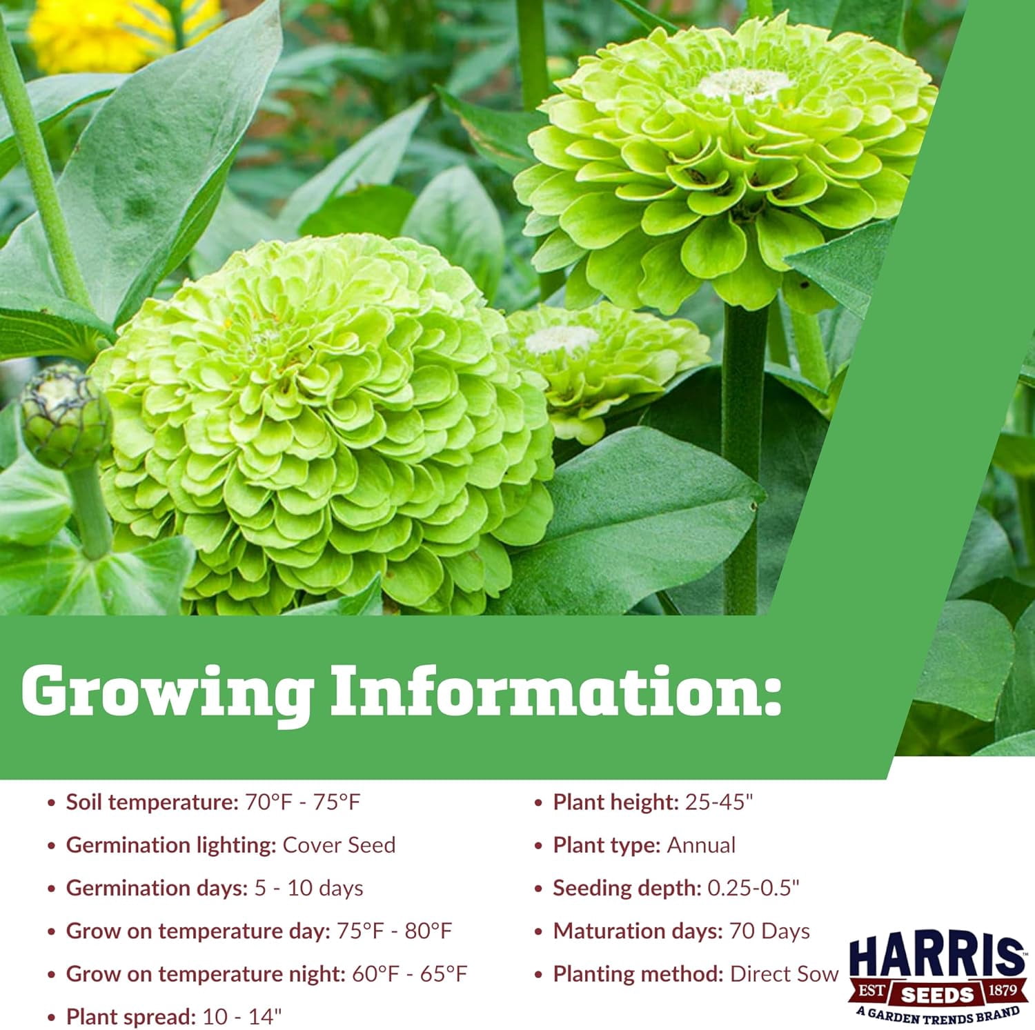 Harris Seeds - Zinnia Seeds - Benary's Giant Lime Colorful Flowers 1,000 Seeds