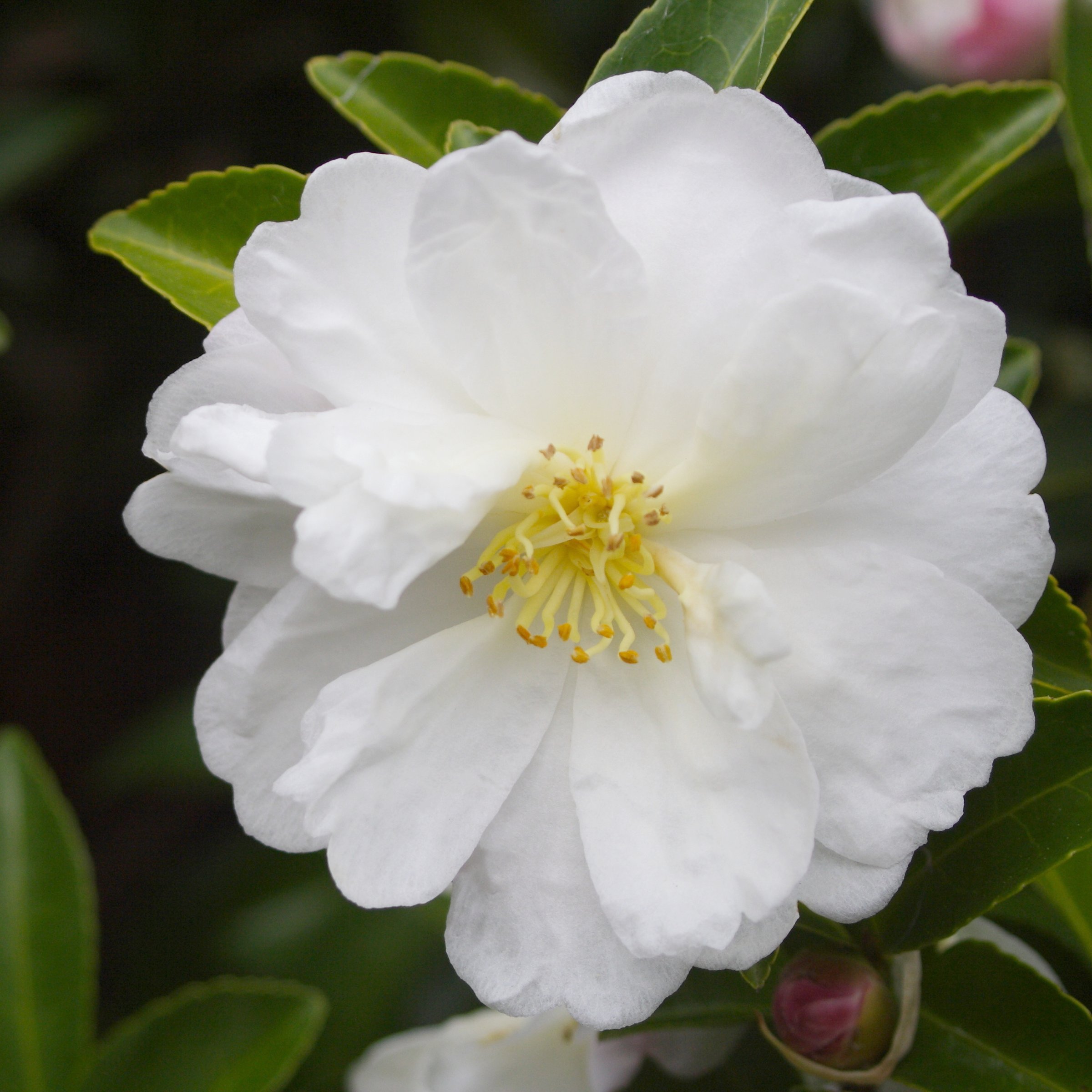 National Plant Network 1 gal. Camellia Japonica Bessie Battle Shrub