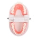thumbnail image 5 of Modelo tipodonto dental para niños, herramienta de enseñanza oral para jardín de infantes, modelo de cepillado de caries, modelo de diente de plástico para uso educativo, 5 of 6