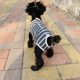 thumbnail image 2 of Pantalones fisiológicos de una pieza para perros y mascotas, pantalones sanitarios, pantalones menstruales de peluche, pantalones de algodón a rayas para mujeres, 2 of 5