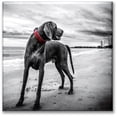 thumbnail image 1 of Cuadro Canva Listo Para Colgar Tipo Galería Perro Con Collar Rojo 100X100 cm, 1 of 4