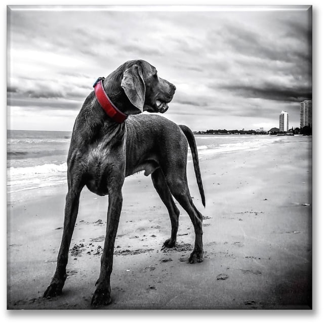 Cuadro Canva Listo Para Colgar Tipo Galería Perro Con Collar Rojo 100X100 cm