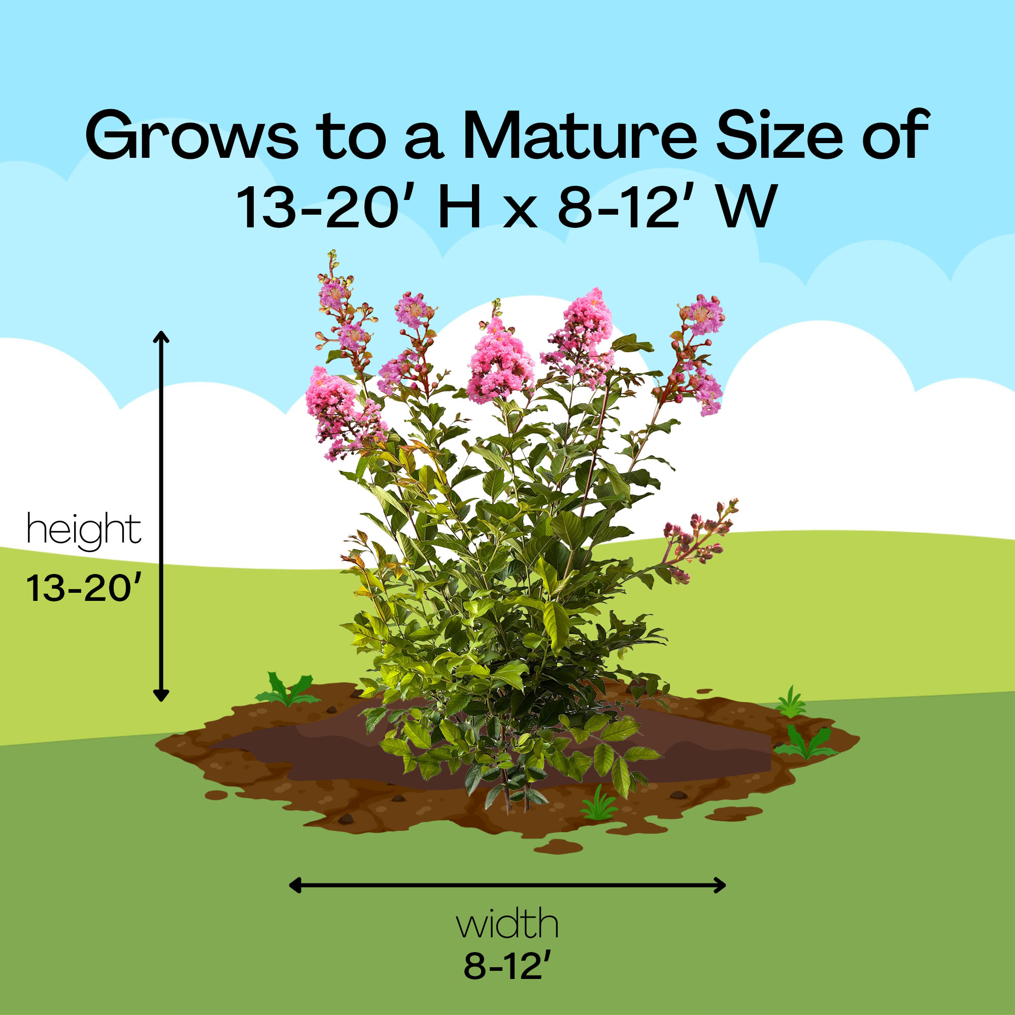 Expert Gardener Sioux Crape Myrtle Live Tree in 7-Gallon Grower Pot