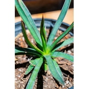 Agave Ocahui, Live Plant, Cactus, Rooted, Succulent, Century Plant
