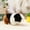 whtie, variant on ARVELLIA Realistic Guinea Pig Plush Toy, Lifelike Hamster Stuffed Animal, Soft Cuddly Doll Simulation Pet for Kids Birthday Gift Room Decor