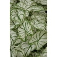 thumbnail image 3 of Blue Buddha Farm: White Christmas Caladium (2 Bulbs) - Easy to Grow Indoor or Outdoor Perennial Plant, 3 of 9