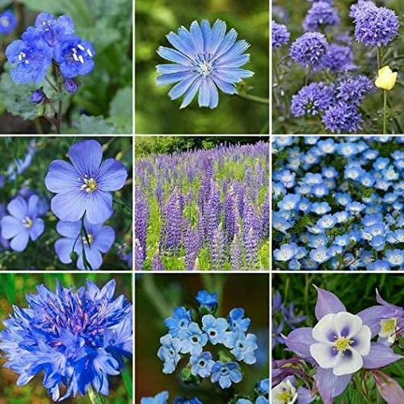 All Blues Wildflower Mix - 200 Seeds - Stunning All Blue Blend