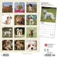 thumbnail image 2 of CAVAPOOS 2024 SQUARE, 2 of 8