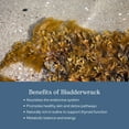 thumbnail image 3 of Eclectic Herb - Premium Freeze-Dried Bladderwrack Capsules | Endocrine System Support | Healthy Skin and Hair | Seaweed Supplement | Wildcrafted, Hand-Harvested, Non-GMO, Vegan (90 CT | 600 mg), 3 of 7