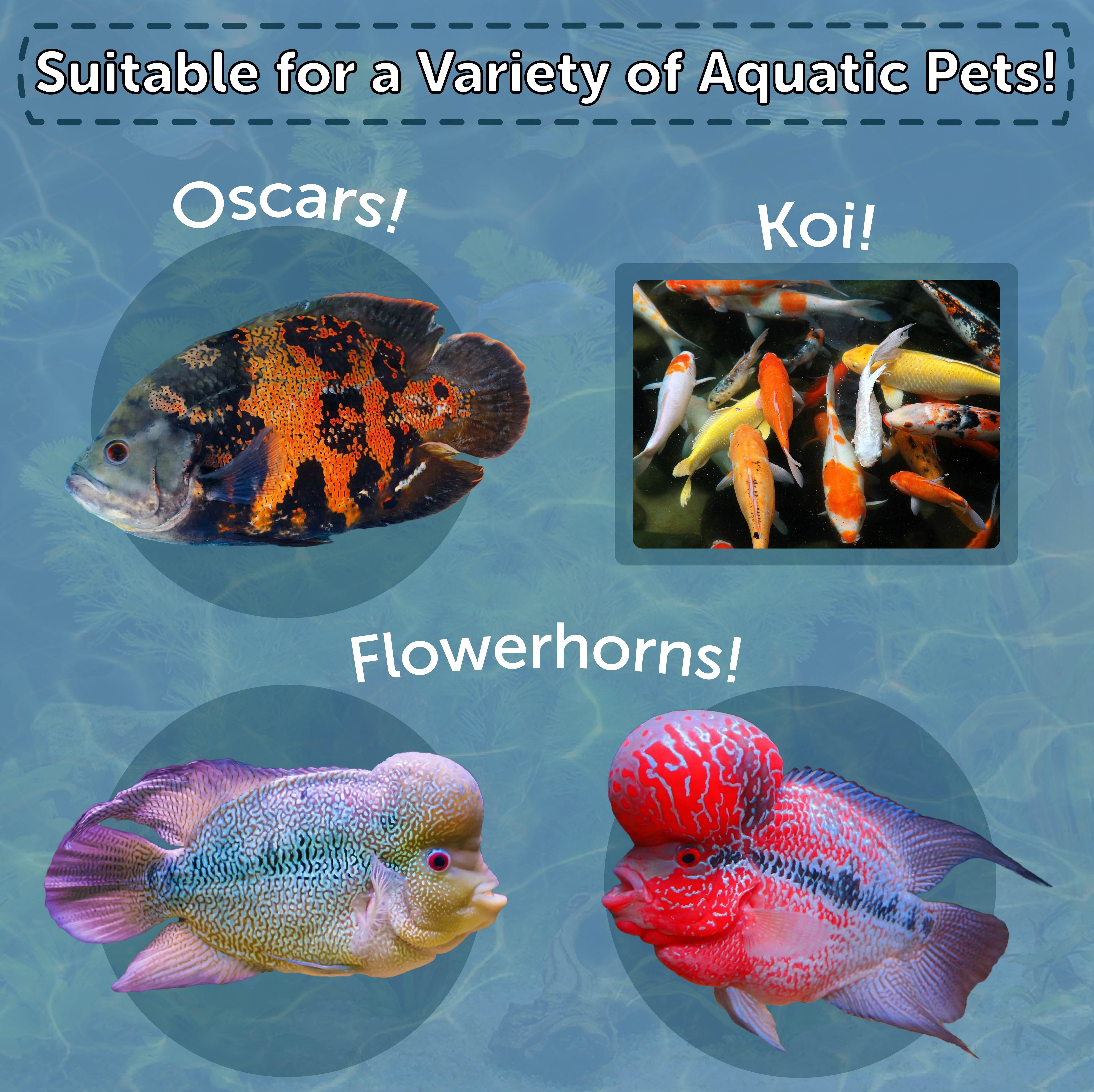 Freeze Dried Krill- Tropical Fish, Marine Fish, Koi Fish, Turtles...1-lb