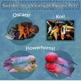 thumbnail image 2 of Freeze Dried Krill - Cichlids, Turtles, Oscars, Koi, & Piranhas...5-lb, 2 of 5