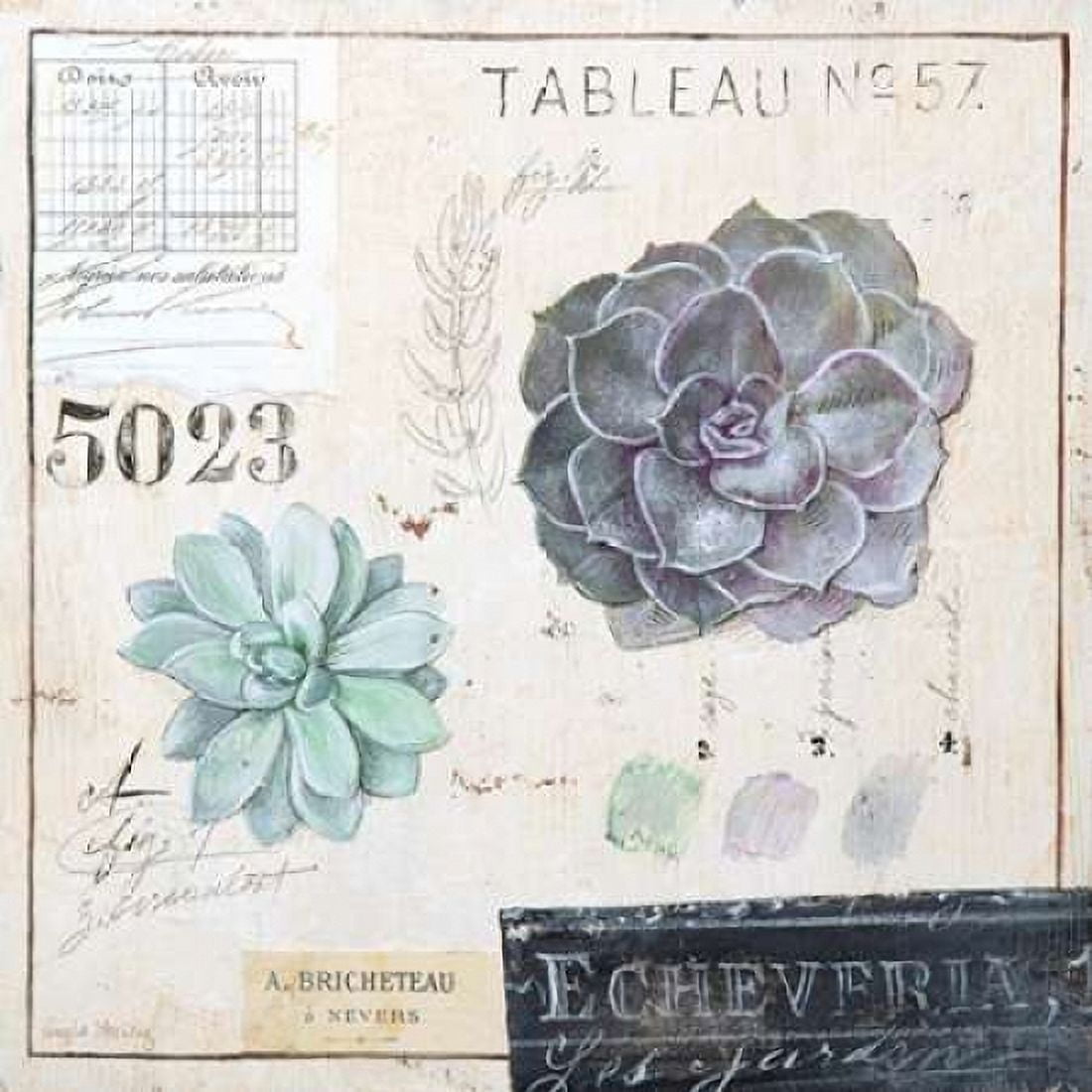 Echeveria-Sketchbook Canvas Art - Angela Staehling (24 x 24)