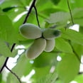 thumbnail image 4 of Brighter Blooms - American Paw Paw Tree, 2-3 ft. - No Shipping To AK, AZ, HI, 4 of 5