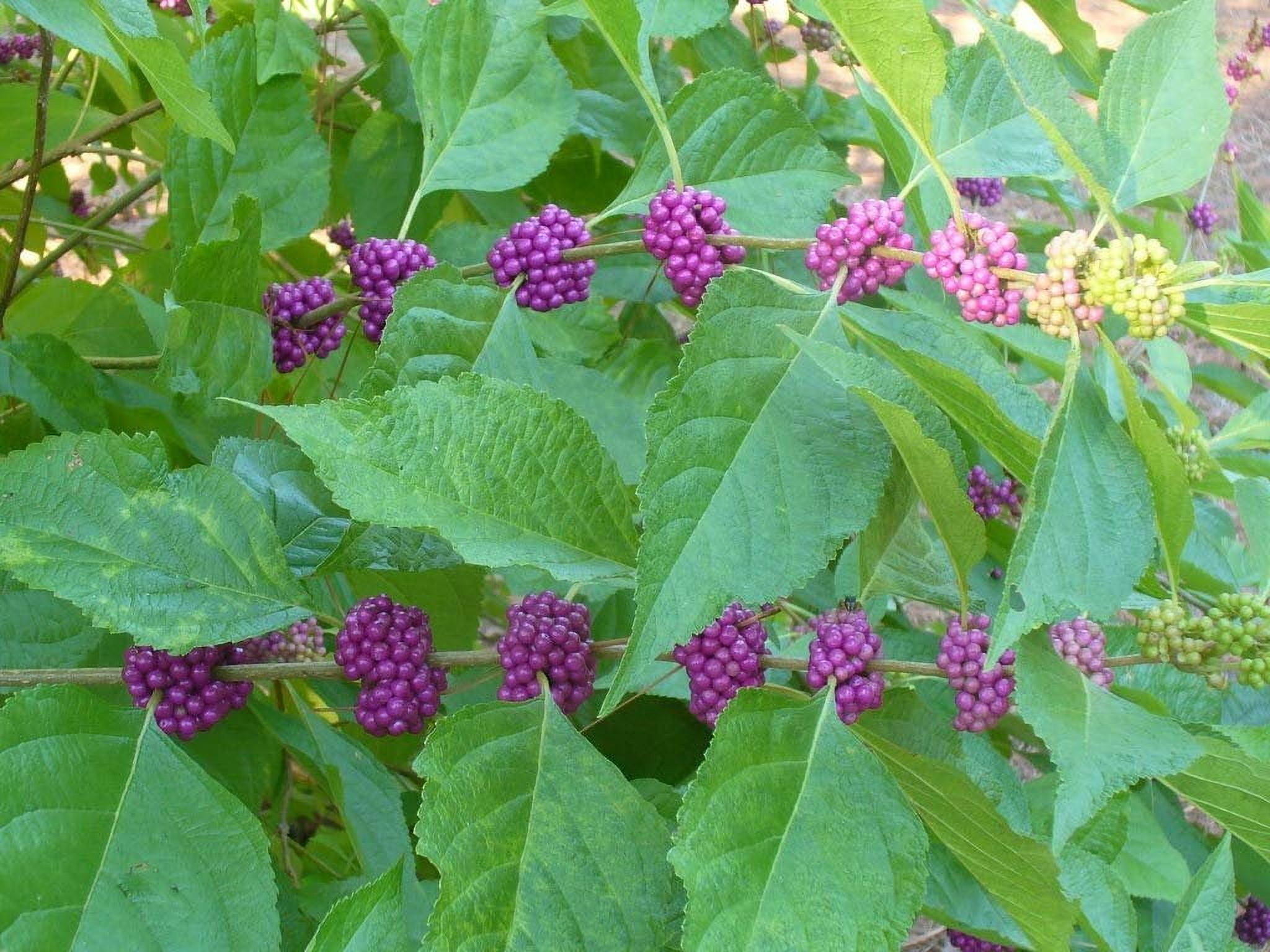 American Beautyberry  20 Live Plants  Callicarpa Americana  Bird Attracting Beautiful Berries and Foliage