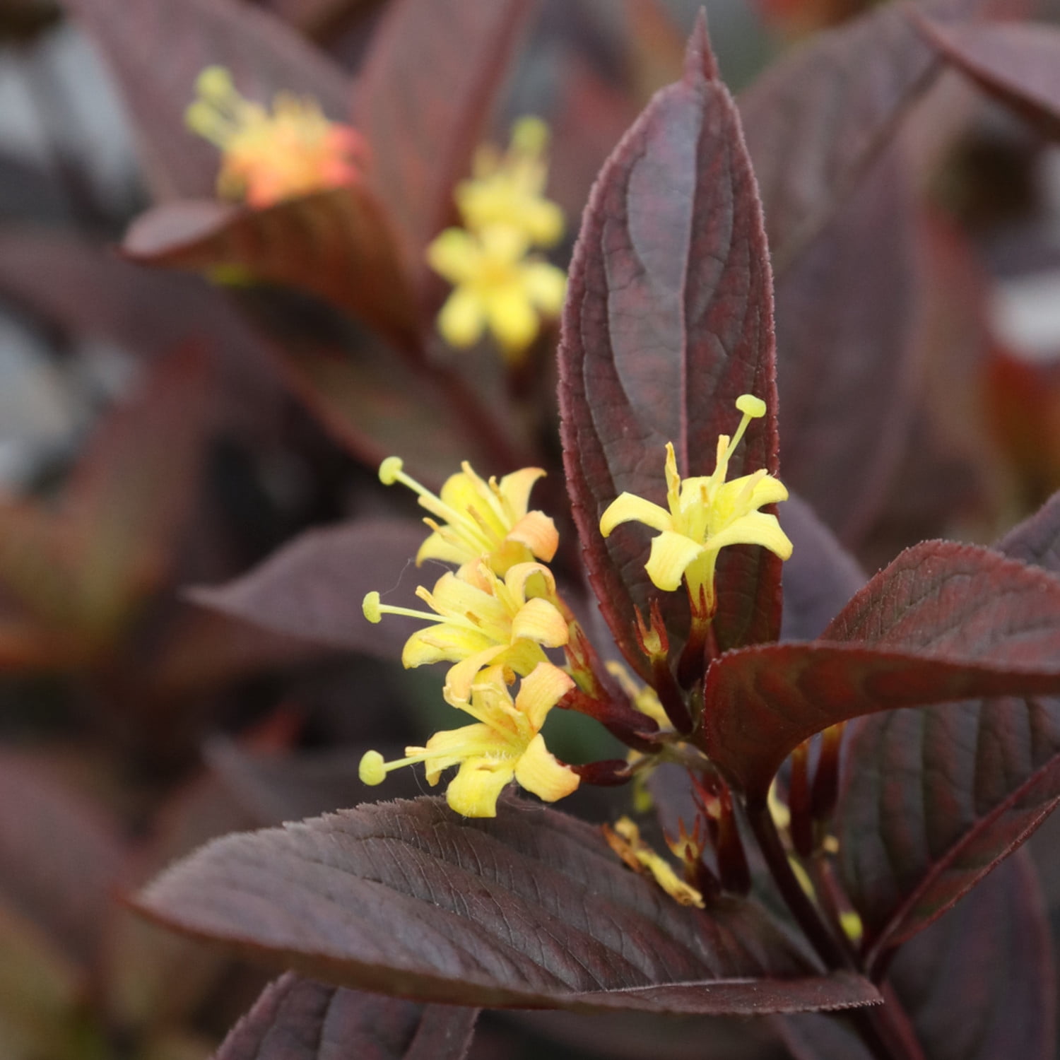 Proven Winners ColorChoice 6" Black Kodiak Jet Black Bush Honeysuckle Live Plant in 7.5" Pot