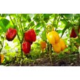 thumbnail image 2 of TomorrowSeeds - Rainbow Mix Bell Pepper Seeds - 900+ Count - For 2026 Planting Heirloom Red, Green,, 2 of 9