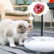 thumbnail image 2 of Alimentador automático para mascotas iPettie Donut, 6 comidas, alimento húmedo y seco, blanco, 2 of 6