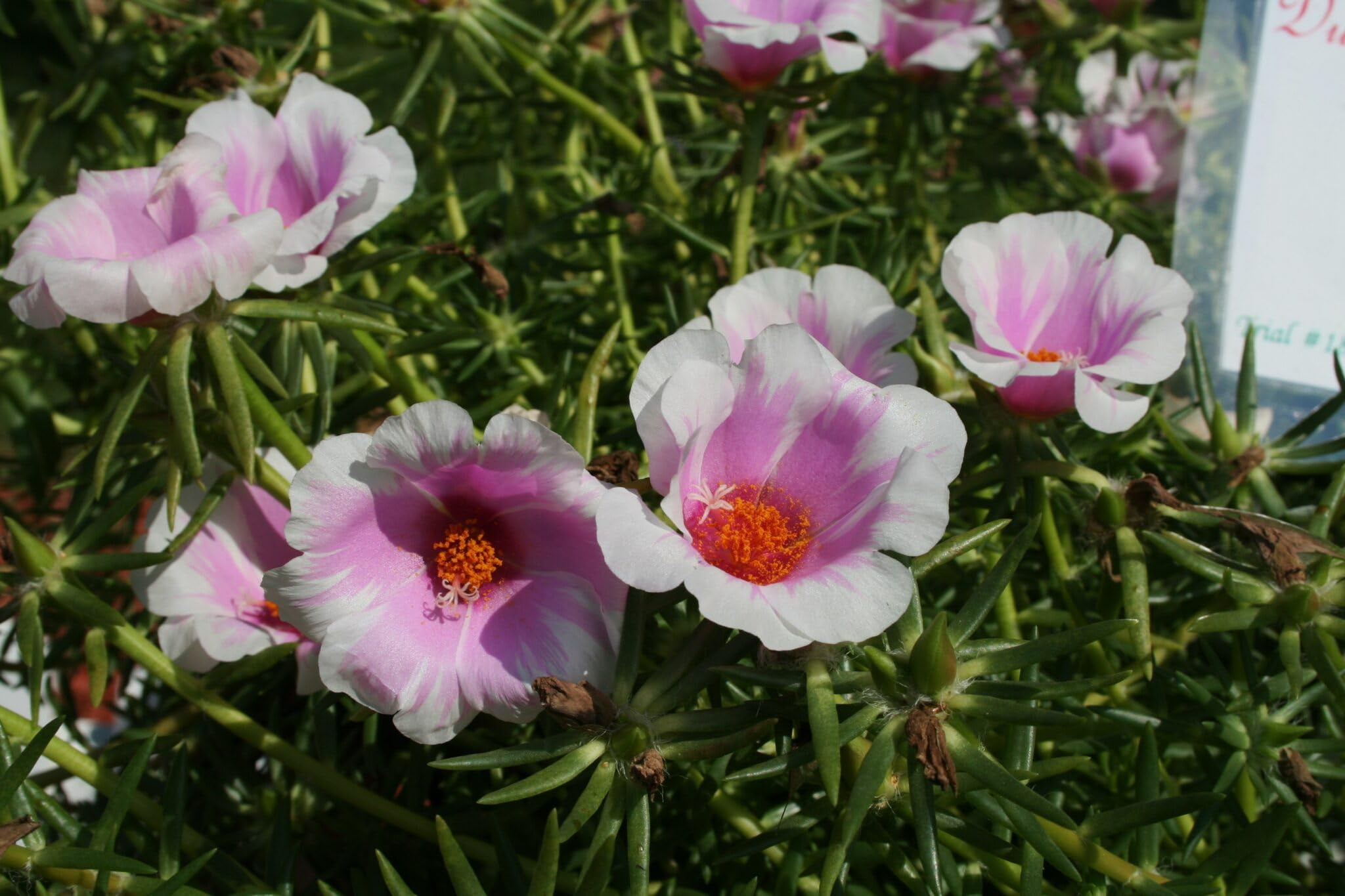 Purslane Samba Pink Bicolor | 3 Live Plants | Portulaca oleracea | Two-Tone Pink Flowers | Heat Resistant Trailing Groundcover