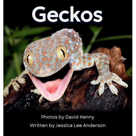 Junior Animal Explorers Geckos: Get to Know More About These Vocal Lizards!, (Hardcover)