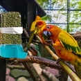 thumbnail image 6 of Anuirheih Automatic Bird Feeder Bird Waterer and Feeder Parakeet Hanging Food Dispenser Bird Cage Accessories for Birds(4.3×5.8×2.5inch), 6 of 7