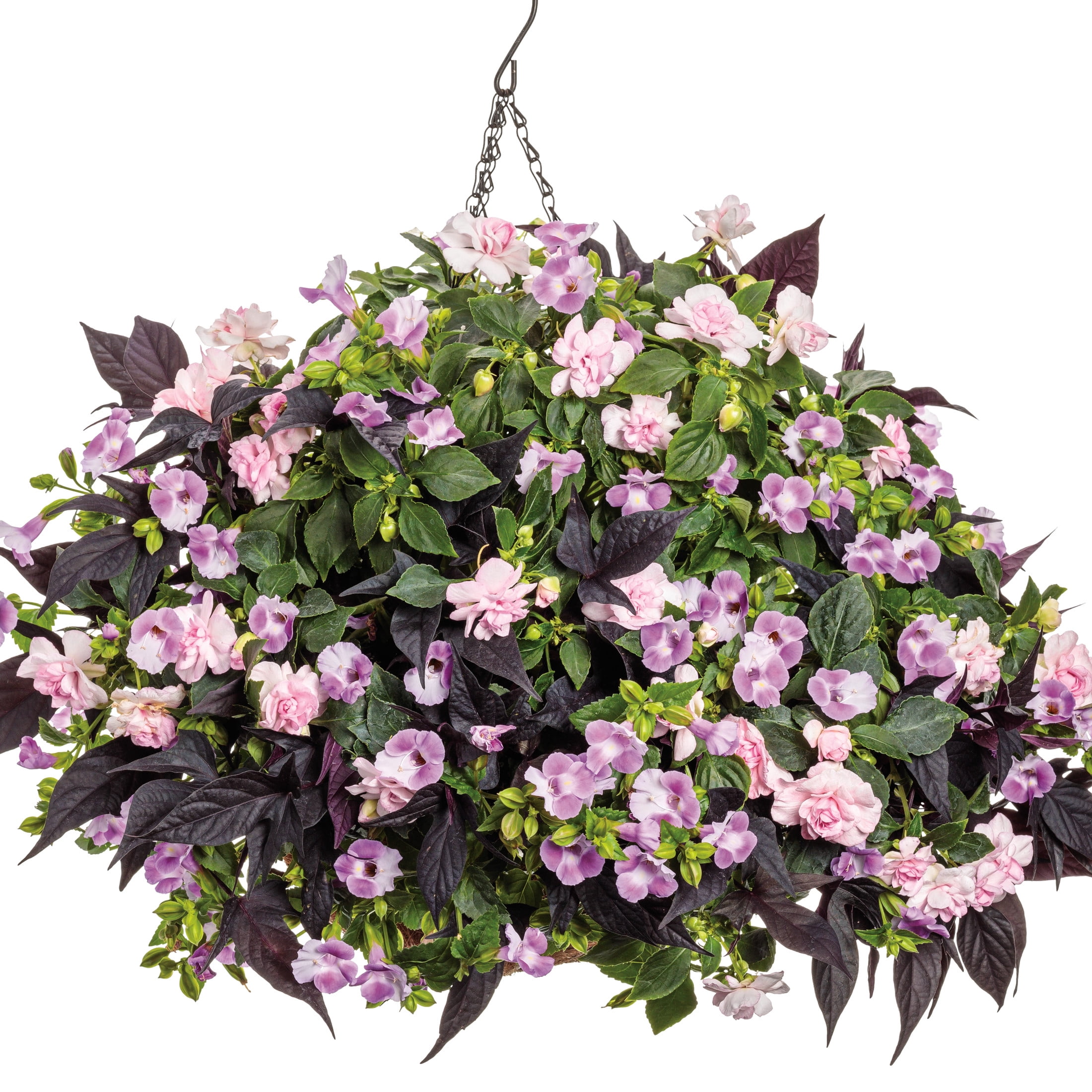 Proven Winners 4" Pink Rockapulco Appleblossom Double Impatiens Live Plant in 4.25" Pot (4 Count)
