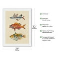 thumbnail image 2 of Hawaii Fish Triptych - Flying Fish (Malolo) Ruby Snapper Onaga (Ula'ula) Reef Triggerfish (Humuhumu) - Vintage Hawaiian Color Postcard - Japanese Unryu Rice Paper Art Print 24 x 32 in, 2 of 4