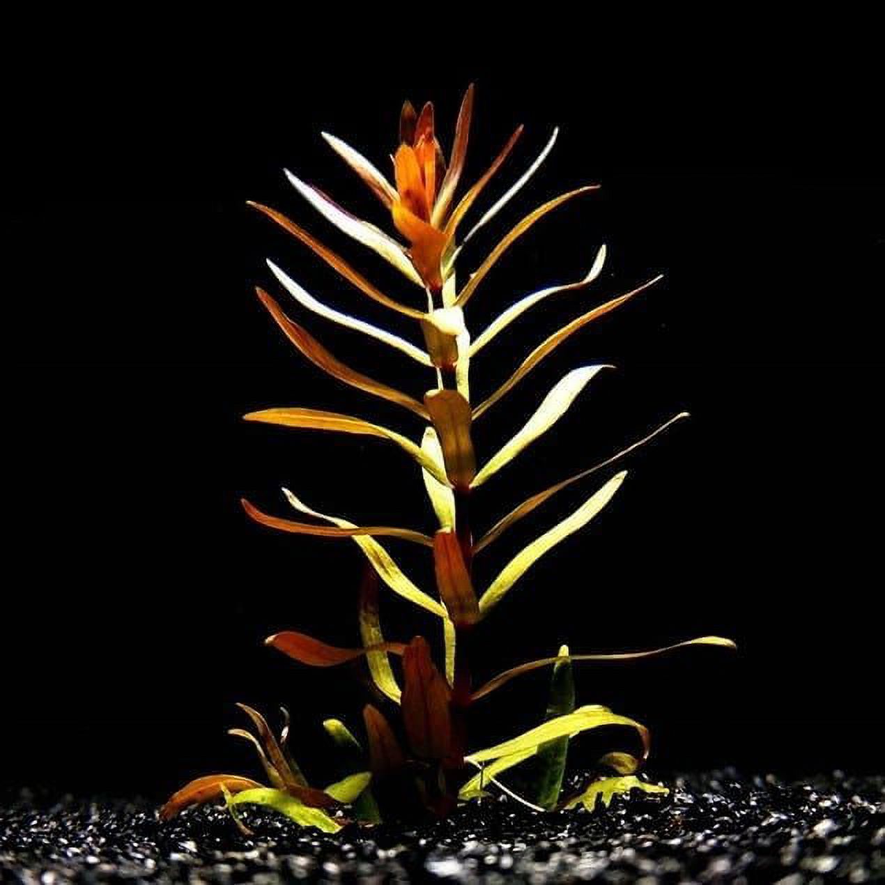 Nesaea Pedicellata (Golden) Bunch Live Aquarium Plants BUY2 GET1 FREE - image 2 of 12