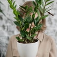 thumbnail image 4 of unbranded 30Ud Soporte Para Plantas Con De De Para Jardinería Y Bonsáis, 4 of 6