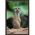 thumbnail image 1 of Meerkat - Lantern Press Photography (24x36 Giclee Art Print, Gallery Framed, Espresso Wood), 1 of 1