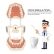 thumbnail image 3 of Modelo Tipodonto Dental, Educativo 32 Dientes DP Marco De Mandíbula Modelo De Dientes Habilidades Prácticas Para Enseñar Para Dentistas, 3 of 7