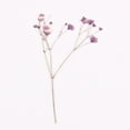 thumbnail image 7 of SPRING PARK 12Pcs Pressed Dried Flowers for DIY Arts Crafts Resin Jewelry Making Accessory, 7 of 7