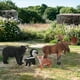 thumbnail image 5 of Mini Animal Animal Niños Juguete Modelo Sabana Elefante Jirafa Estatua Oso 1 Modelo animal salvaje c, 5 of 9