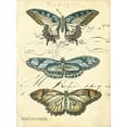 thumbnail image 2 of Zarris, Chariklia 25x32 Black Ornate Wood Framed with Double Matting Museum Art Print Titled - Custom Butterfly Ephemera I (GC), 2 of 4