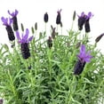 thumbnail image 3 of Expert Gardener 2QT Lavender Live Plant Sun, 3 of 6