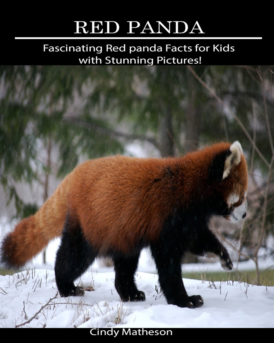 Red Panda : Fascinating Red Panda Facts for Kids with Stunning Pictures