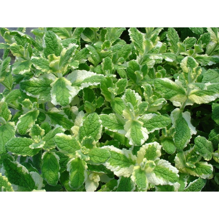 Pineapple Mint- Herb- Live Starter Plant - Walmart.com