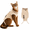 Milk Coffee Brown, variant on Cat Surgical Recovery Suit for Female Cats – Breathable Anti-Lick Post-Surgery Body Protector, Adjustable S/M/L, Comfortable Wrap for Spaying & Nursing