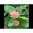 thumbnail image 4 of 5 Rare Seeds| Feathered Skirt Lotus Seeds - Indian Lotus (Nelumbo nucifera) Seeds - Flower Seeds - B3G1 #Q031, 4 of 5