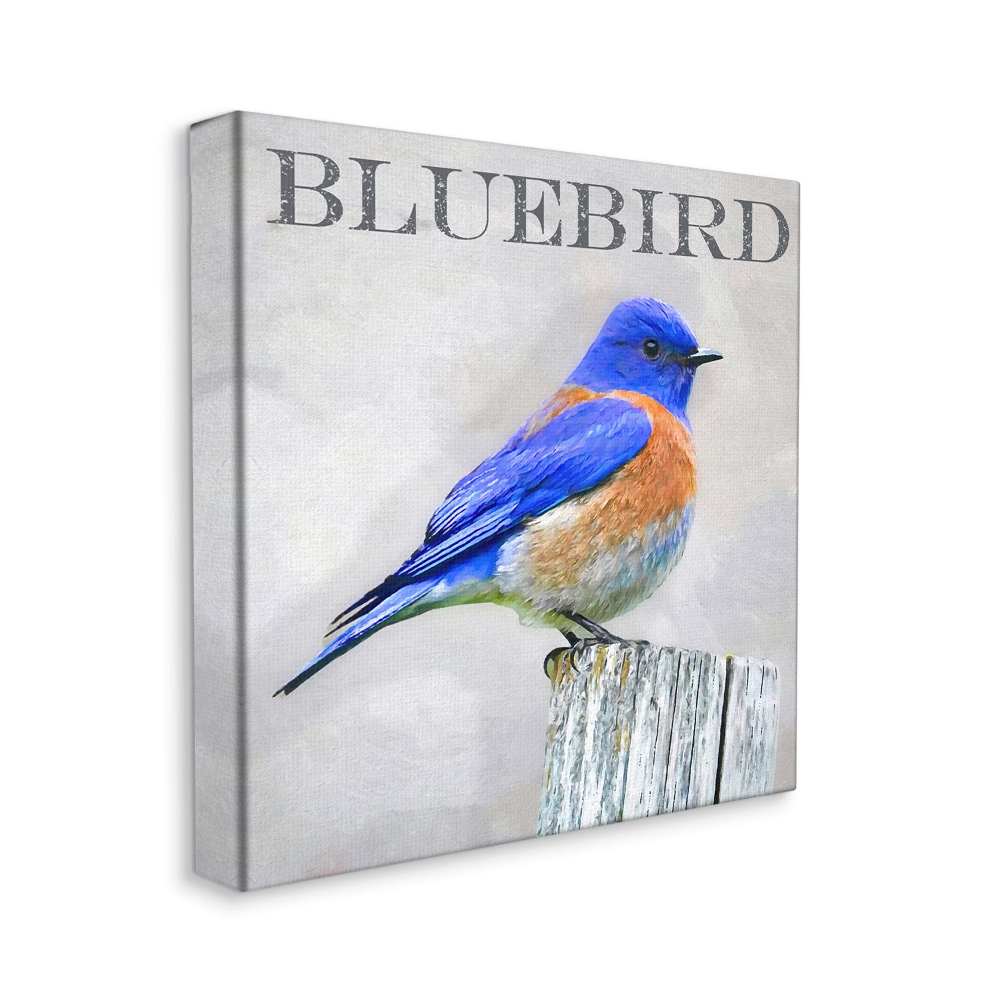 Stupell Industries Vivid Bluebird Standing Birch Tree Rustic Text Canvas Wall Art, 36 x 36, Design by Alpenglow Workshop