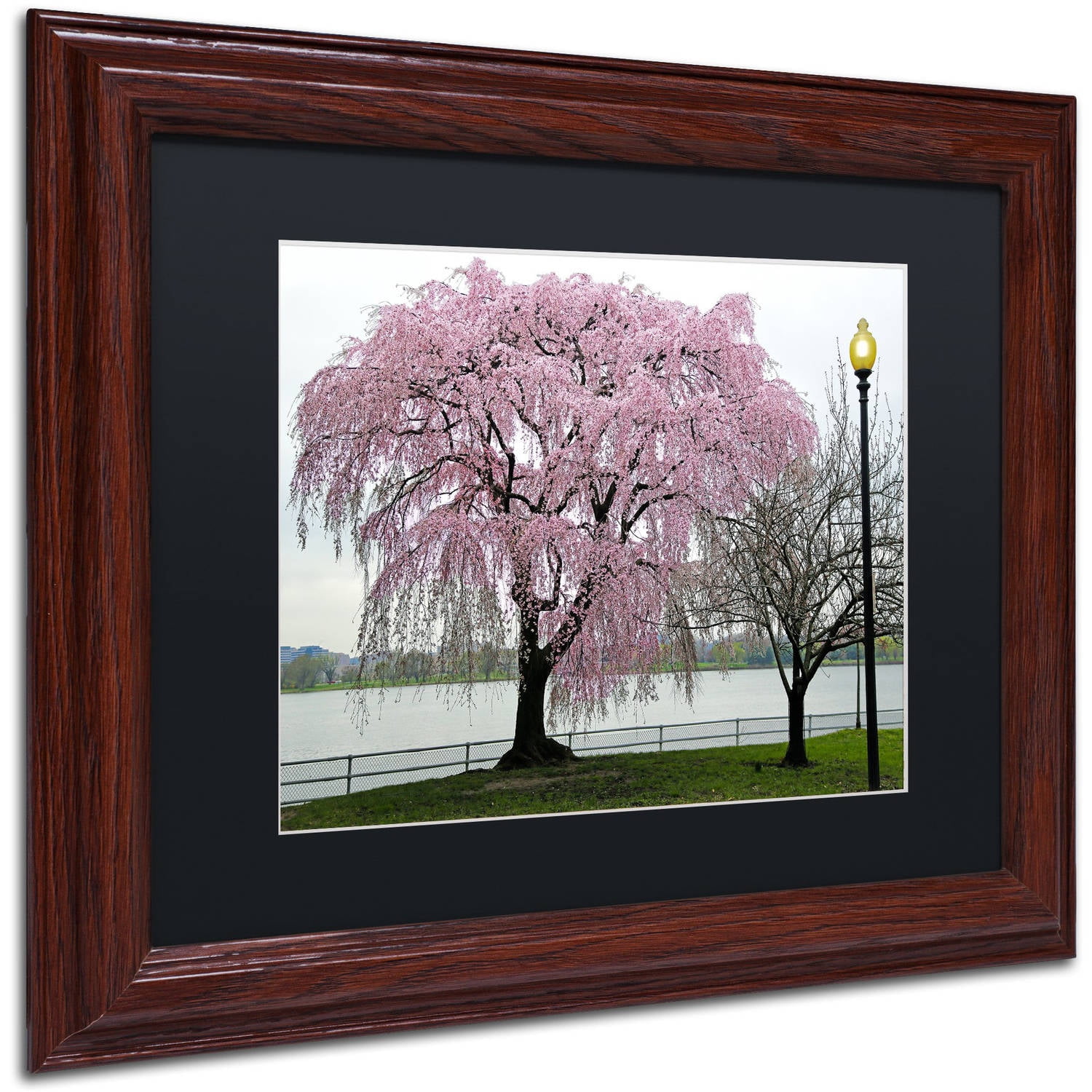 Trademark Fine Art "Cherry Tree" Canvas Art by CATeyes, Black Matte, Wood Frame