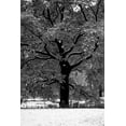 thumbnail image 2 of Grey, Jace 11x14 Black Ornate Wood Framed with Double Matting Museum Art Print Titled - Central Park Solitary Friend, 2 of 4