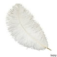 thumbnail image 3 of Zucker Feather Products Ostrich Feathers - Drabs Selected - 13 - 16" - Natural, 3 of 5