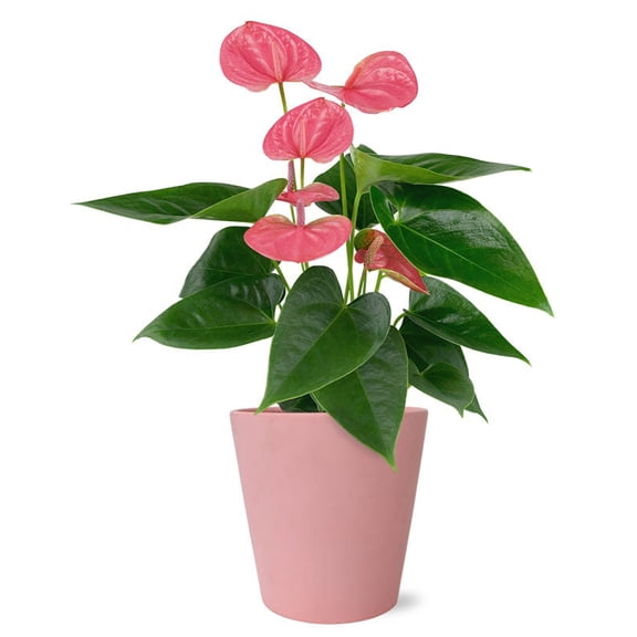 From You Flowers - Perfectly Pink Potted Anthurium for Birthday, Anniversary, Get Well, Congratulations, Thank You, All Occasions