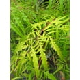 thumbnail image 6 of Tiger Eyes® Sumac, 6 of 6