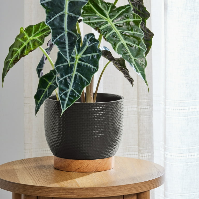 チッチ【DHAブラックスキン】＋【アデニウム ガラメー 鉢植え C】 Better Homes & Gardens 8 Inch Woven Black Ceramic Planter with